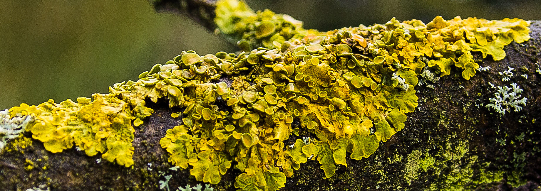 Flechte auf Apfelbaum im "Frühling"