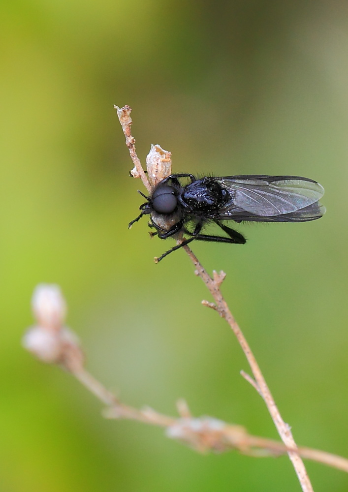 Männchen der Märzfliege