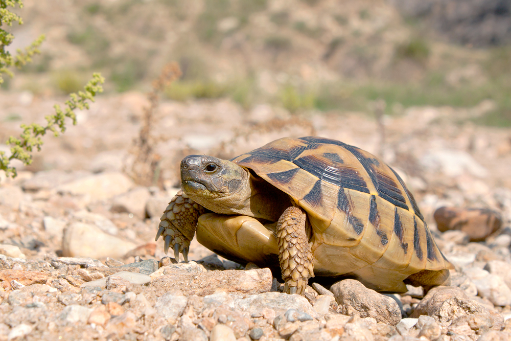 Griechische Landschildkröte