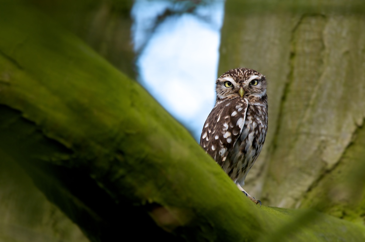 Athene noctua