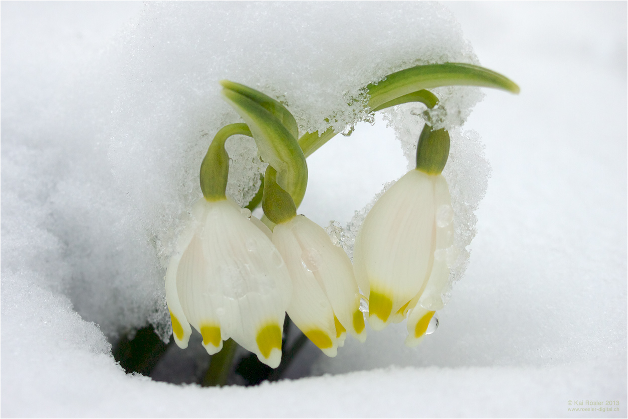 Dem Winter trotzen ...