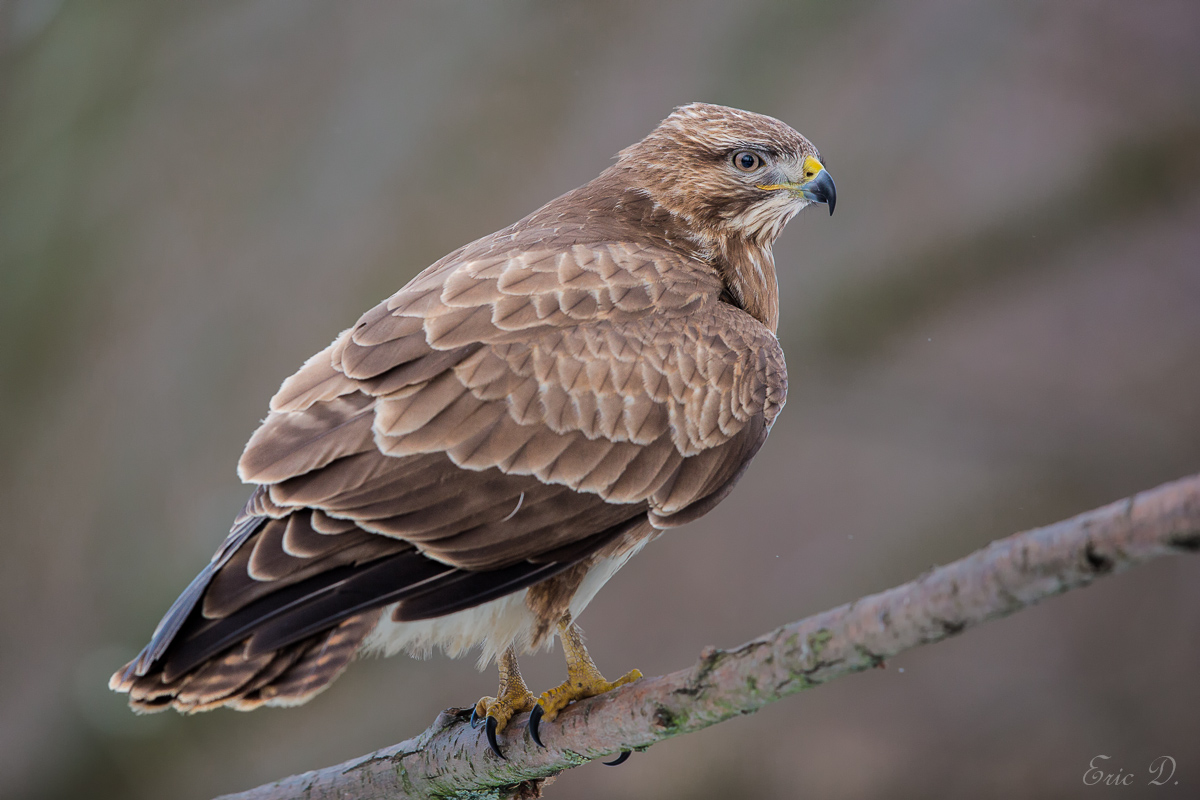 Der Wächter