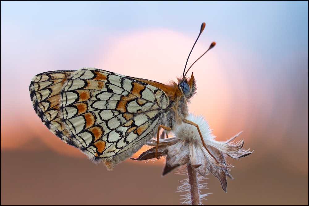 Leinkraut-Scheckenfalter (Melitaea deione)