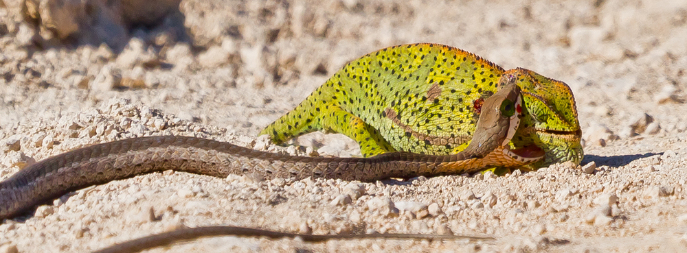 Boomslang vs. Chameleon