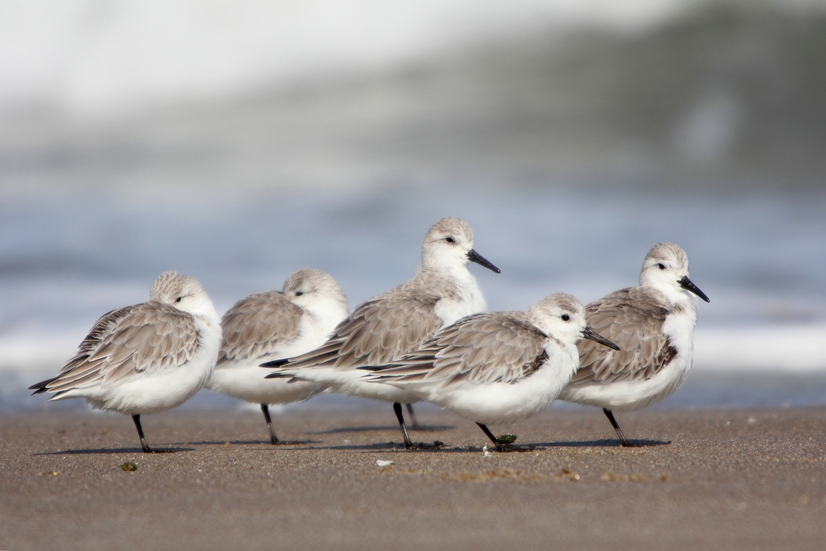 Sanderling Gang