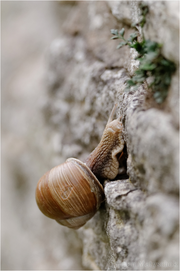 Weinbergschnecke