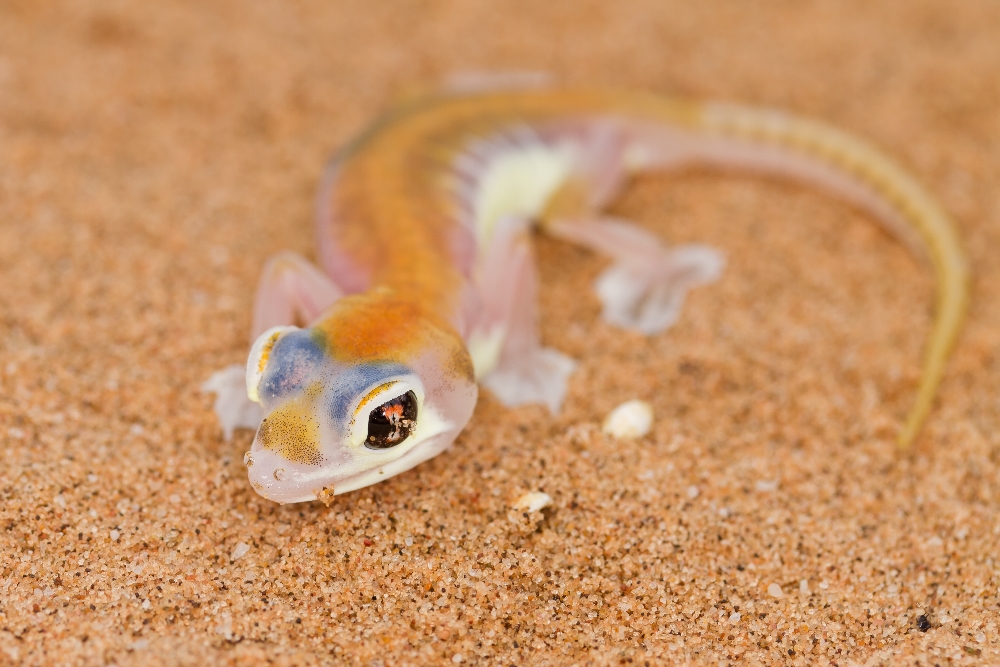 Pachydactylus rangei (Forum für Naturfotografen)