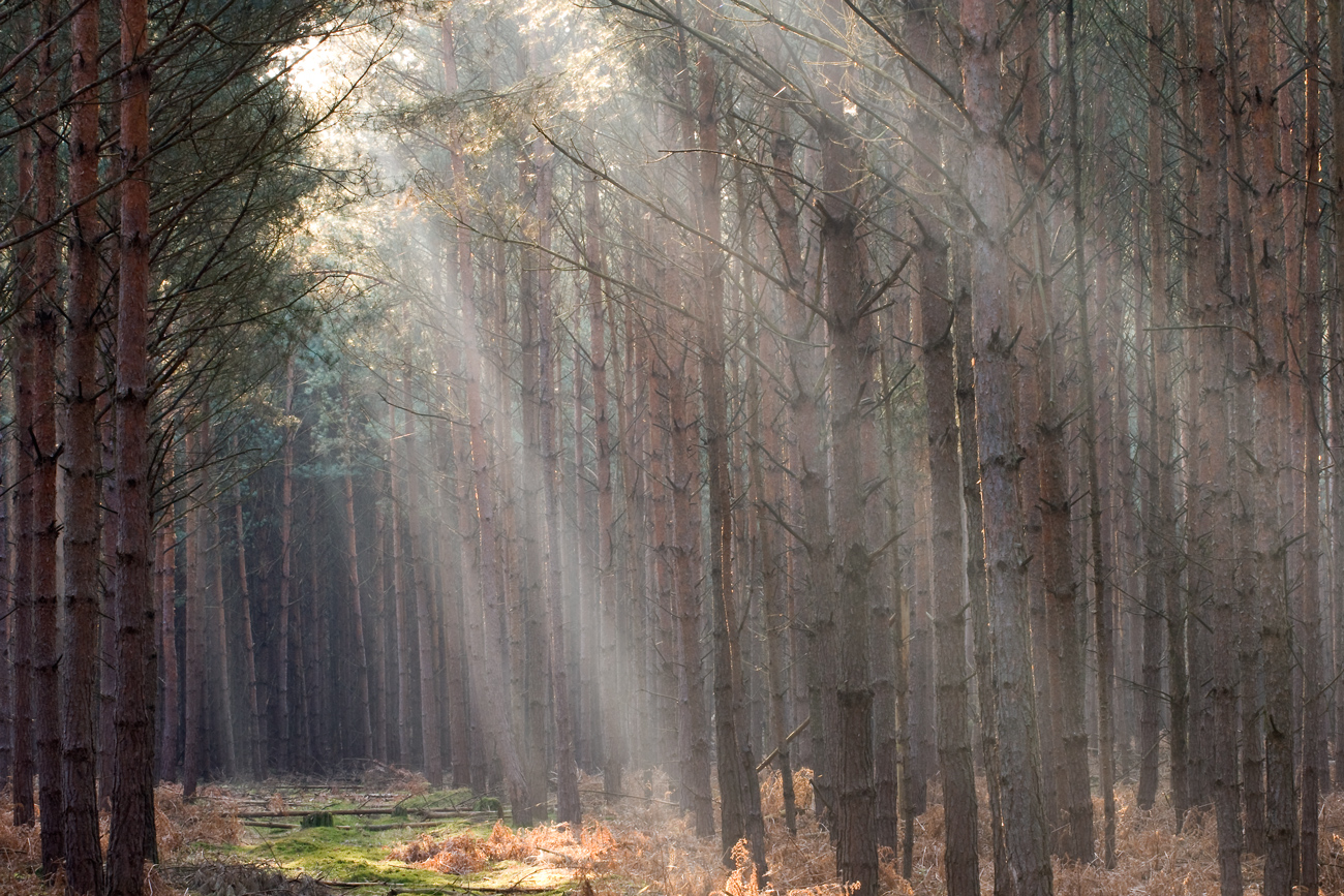 Morgens im Kiefernwald