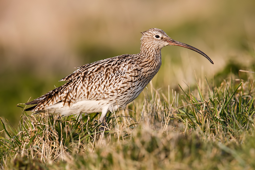 Großer Brachvogel