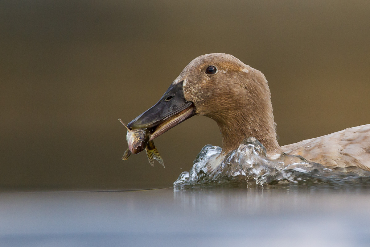 Ente mit Fisch (Forum für Naturfotografen)