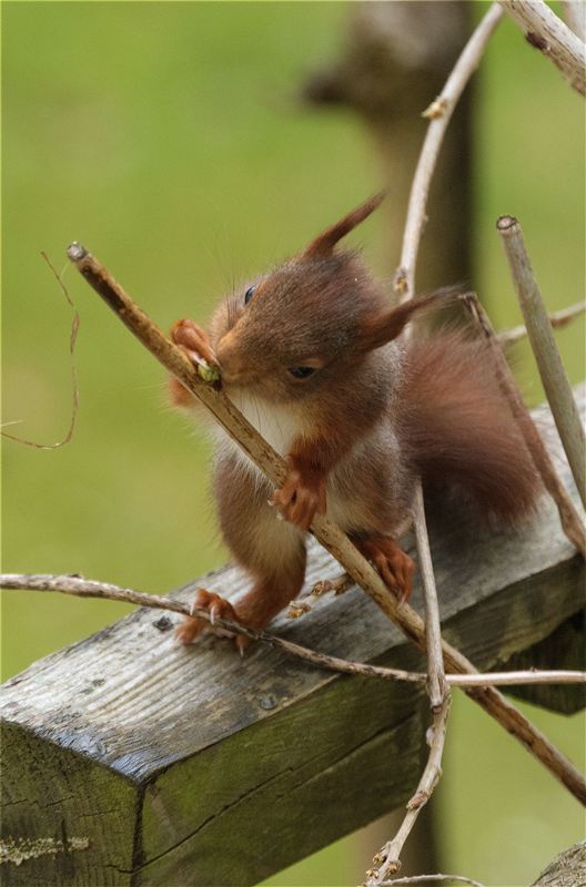 Eichhörnchen