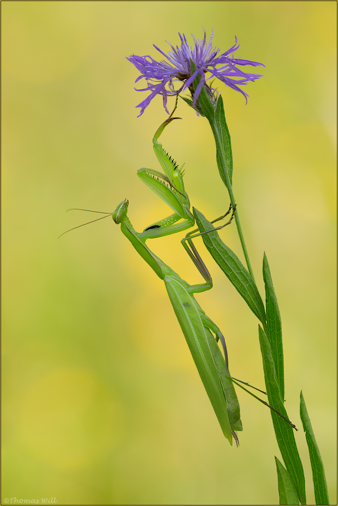 [ Mantis religiosa ]