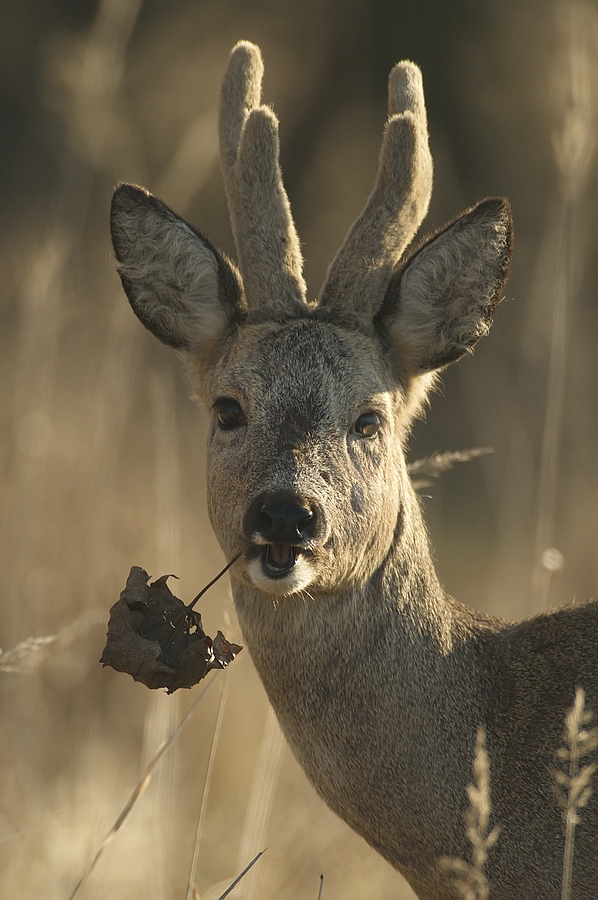 ",,,kleiner Snack..."