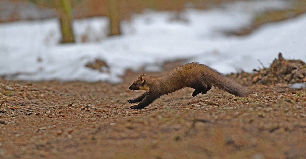 Baummarder