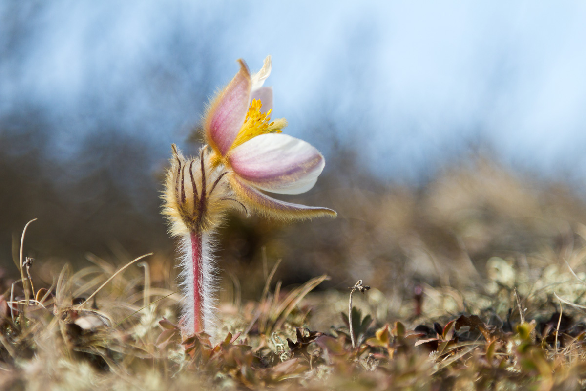 Küchenschelle (Forum für Naturfotografen)