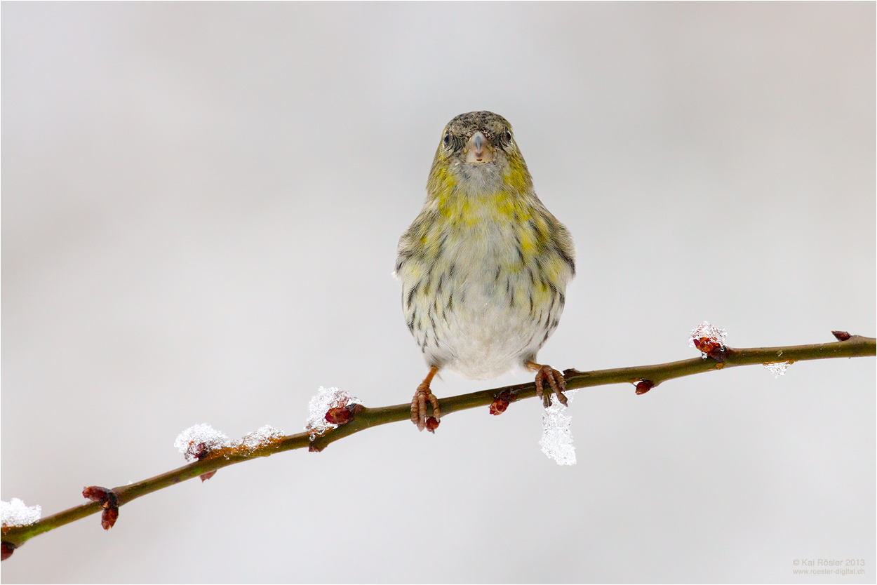 Erlenzeisig im Schnee