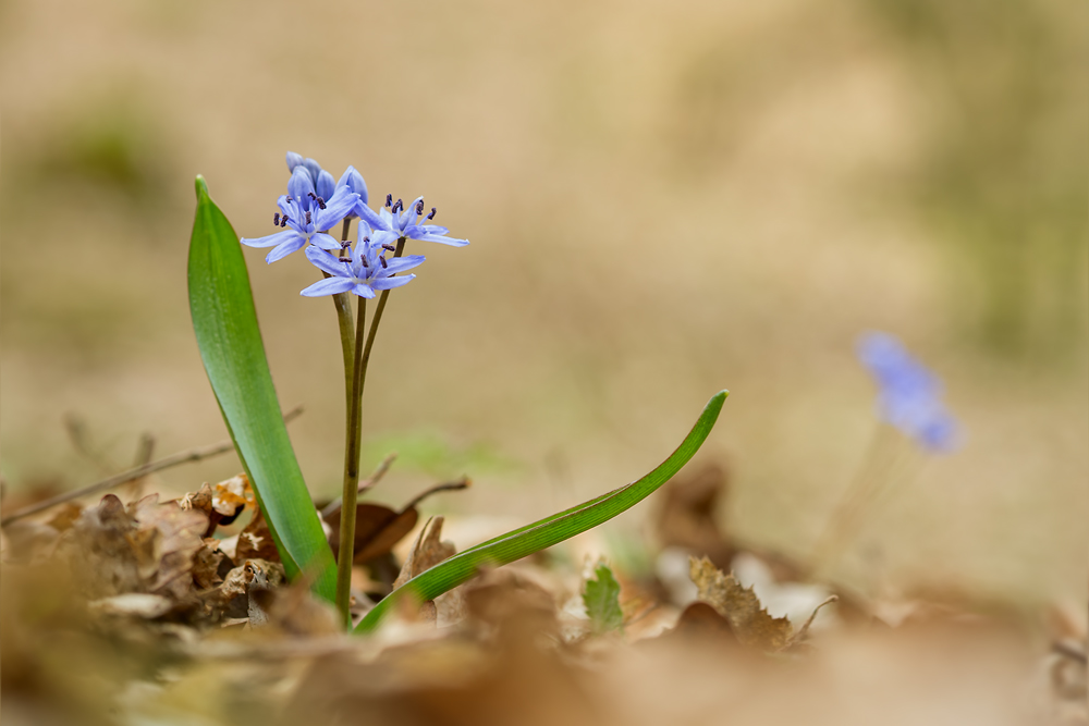 Blaustern