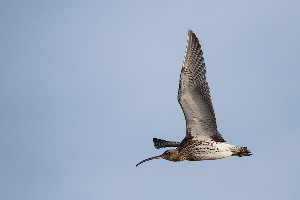 Großer Brachvogel im Flug