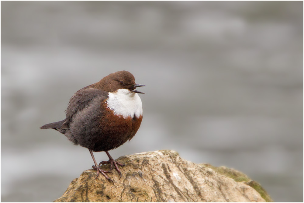 Kleiner Sänger | Wasseramsel