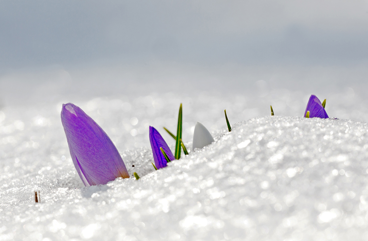 Mein "persönlicher"  Abschied vom Winter...