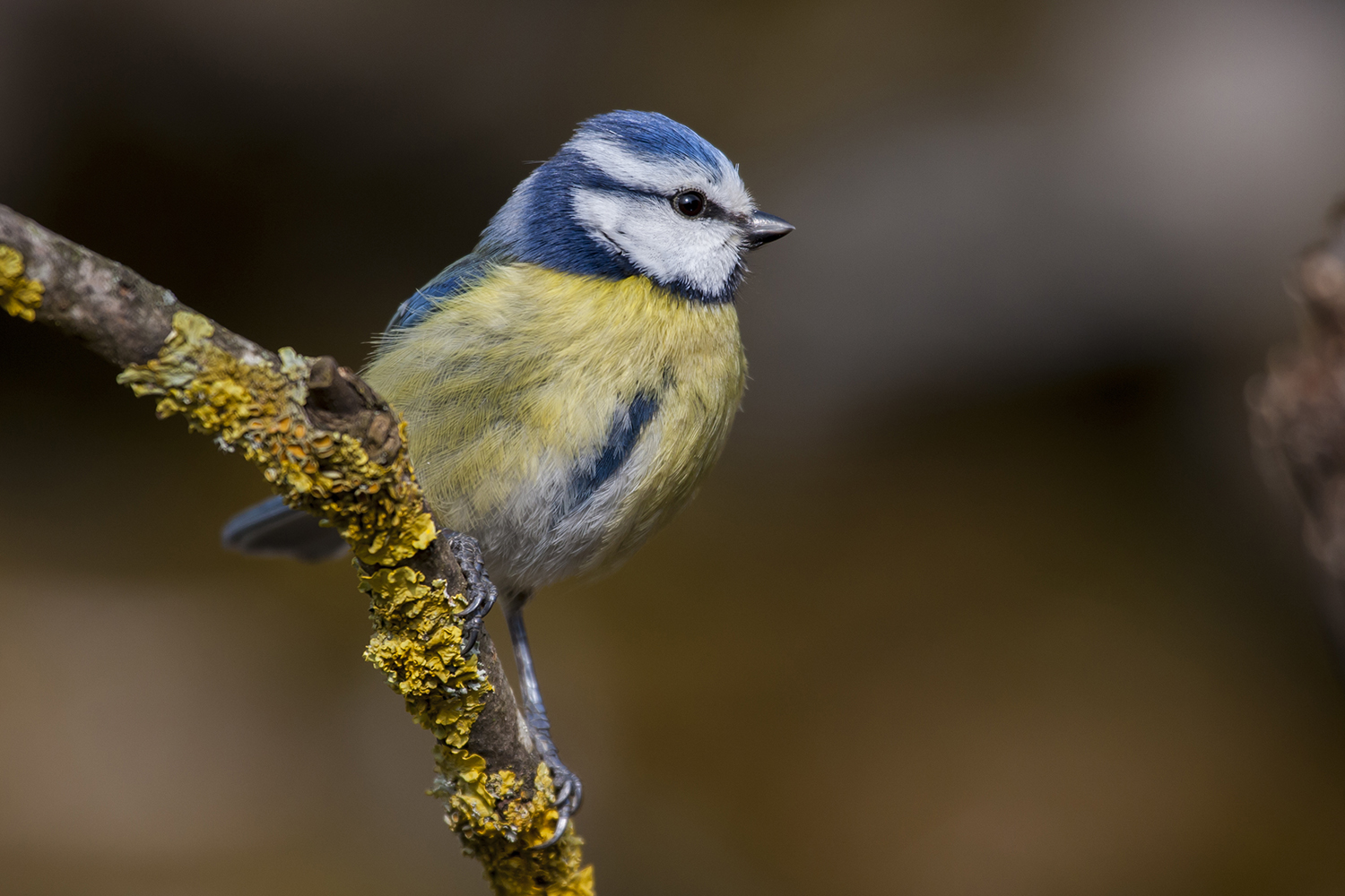 Blaukäppchen