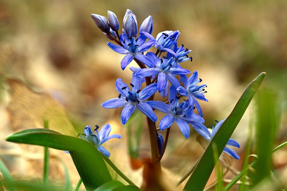 Blaustern-Frühling