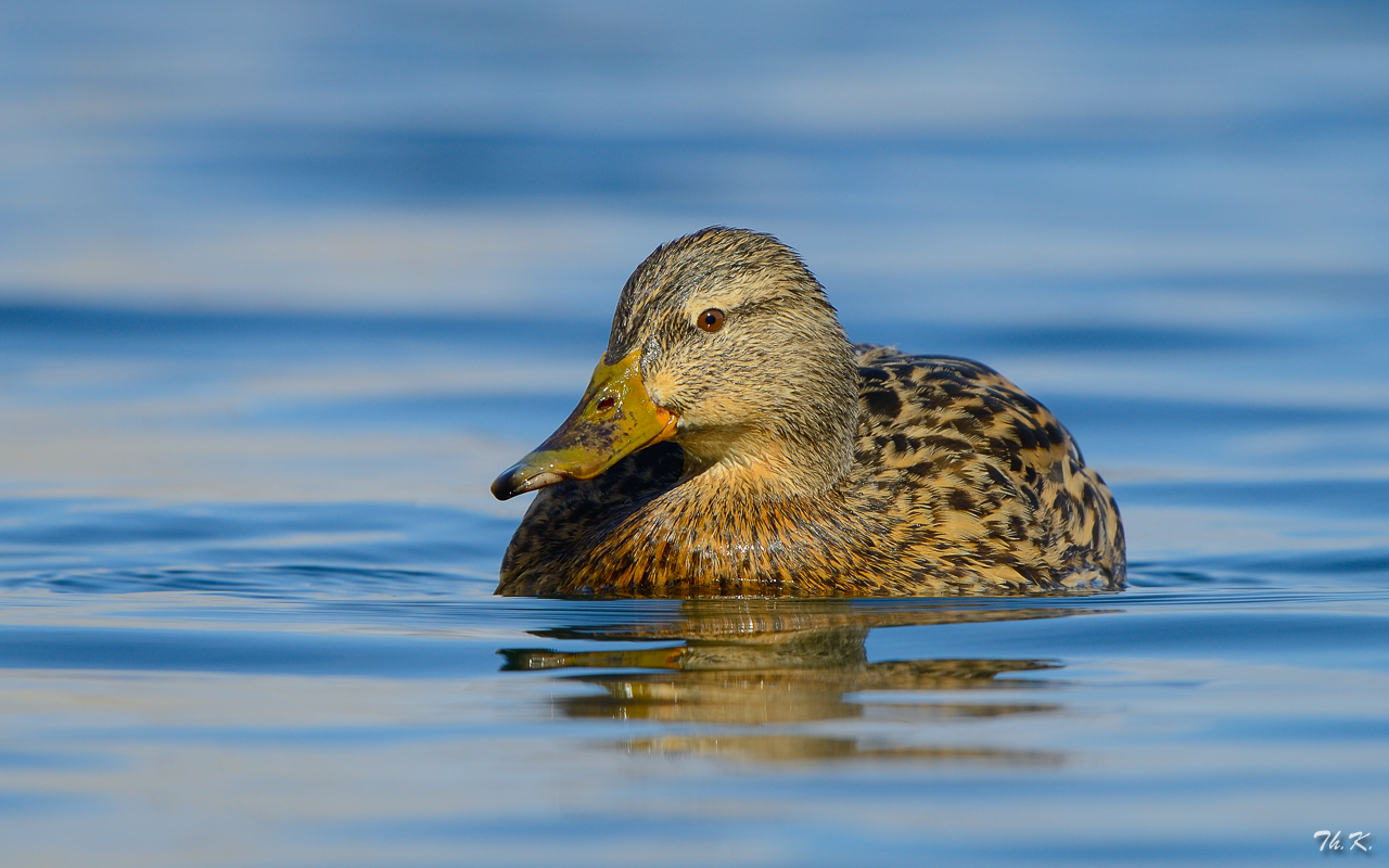 Stockente