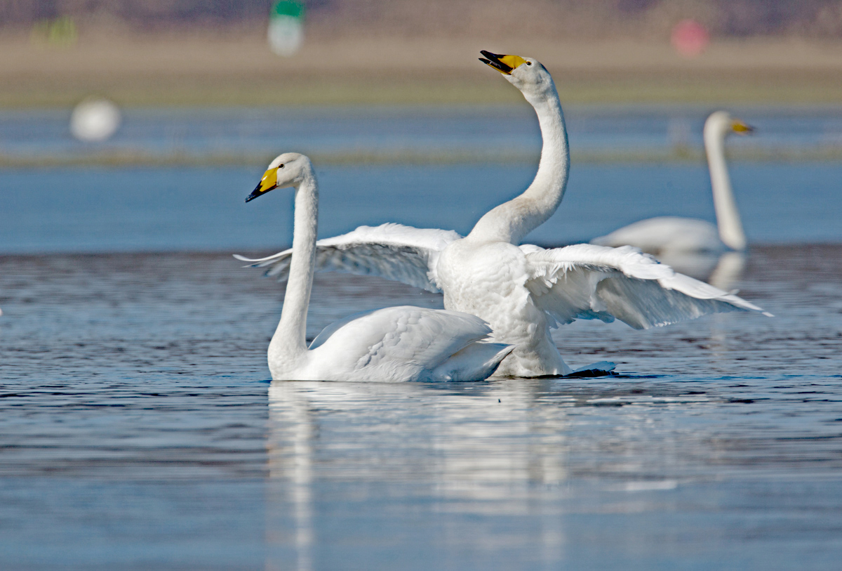 Prahlender Singschwan mit seiner Lebensgattin...