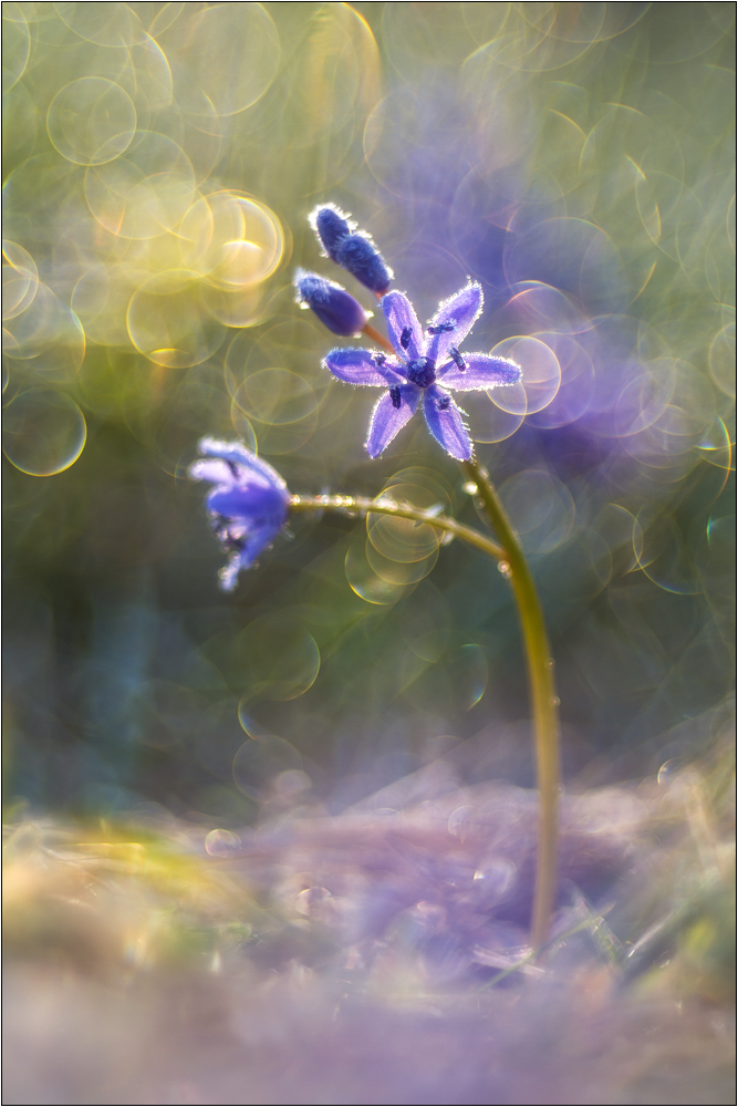 Blausterne (Scilla)