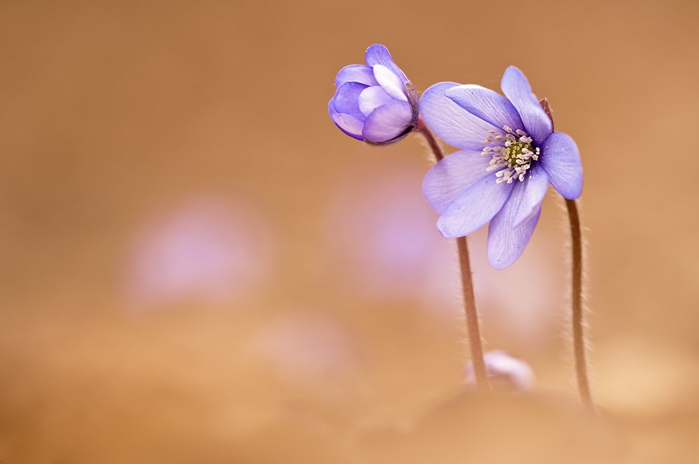 Leberblümchen