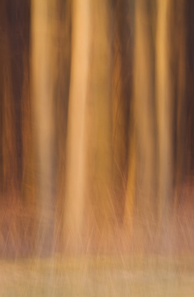 Abendlicht auf dem Wald