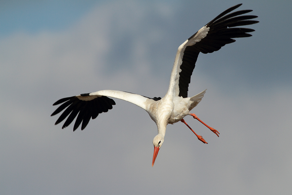 Weissstorch