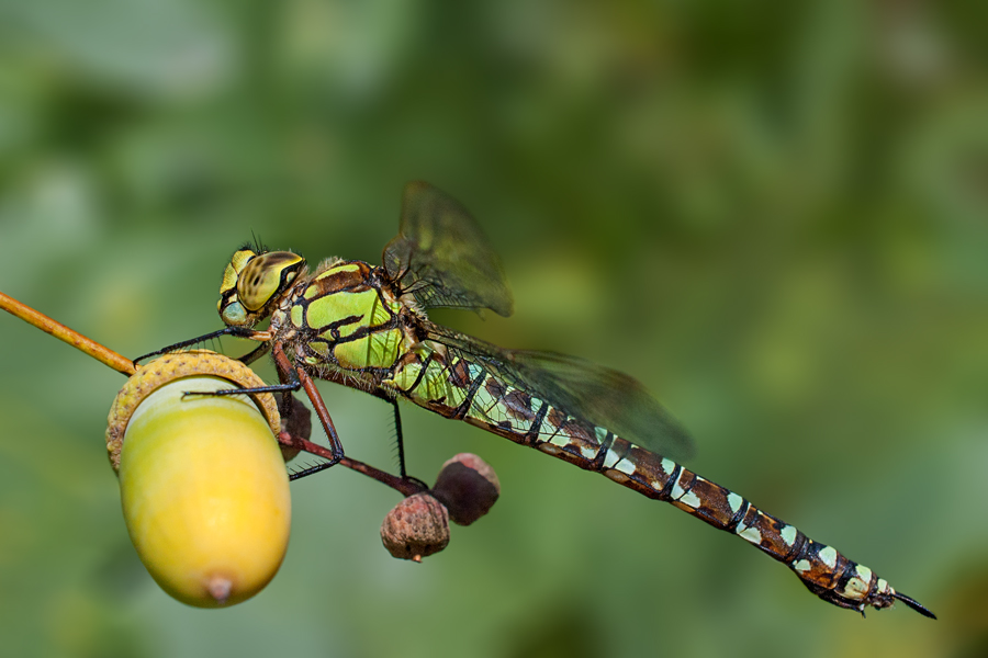 Southern Hawker or Blue Darner (Aeshna cyanea)