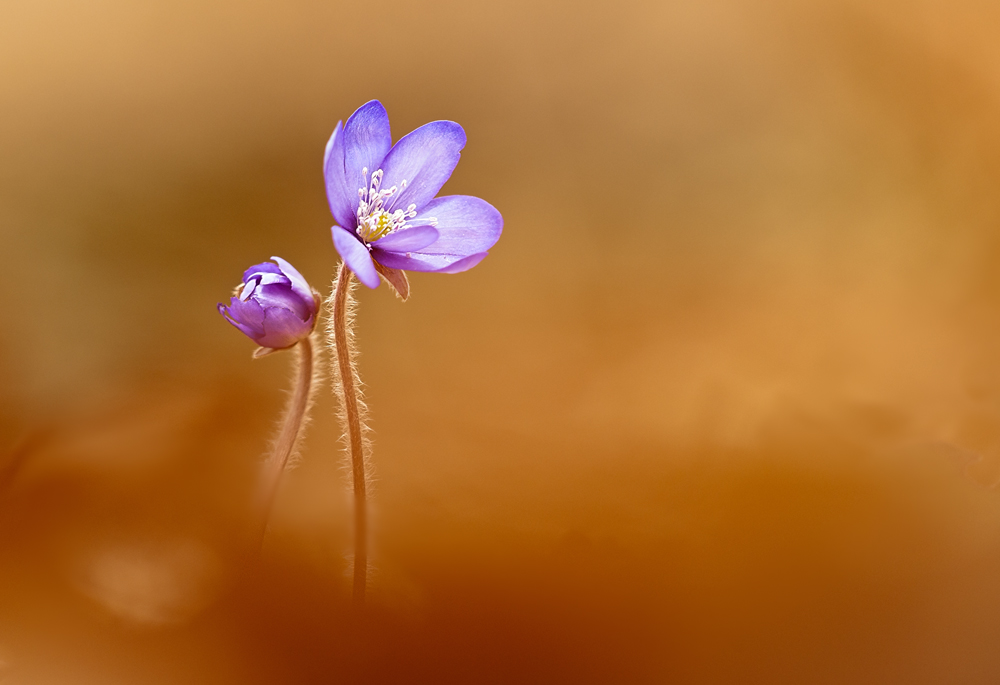 Leberblümchen II