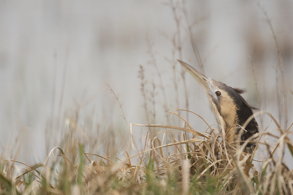 Eurasian Bittern Portrait