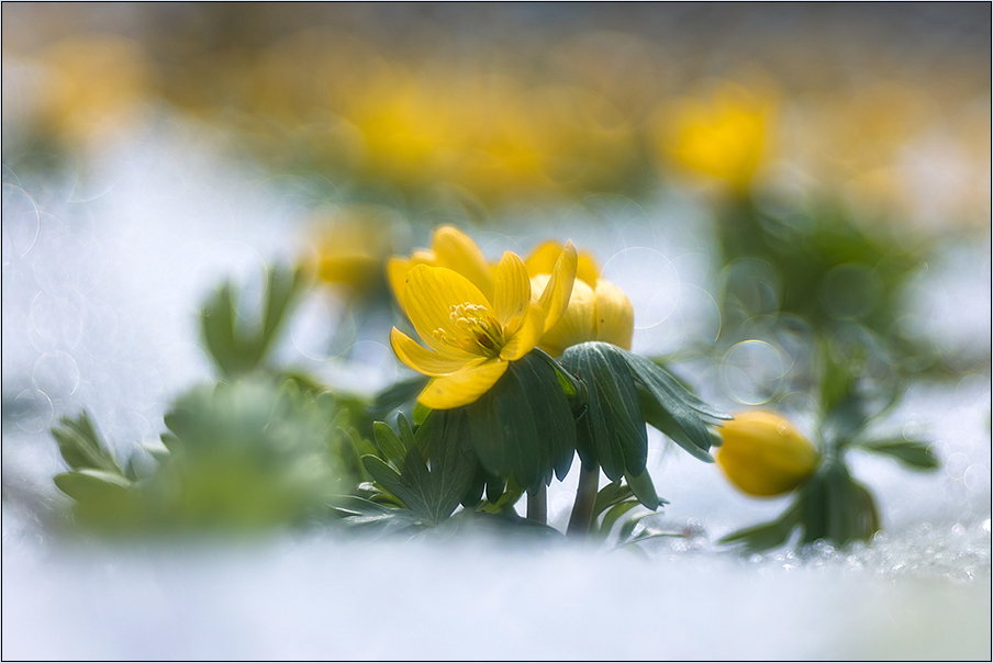 Eranthis hyemalis