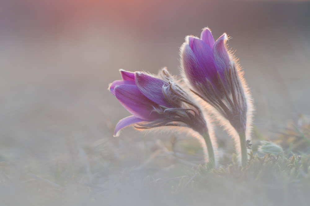 Pulsatilla vulgaris im letzten Streiflicht