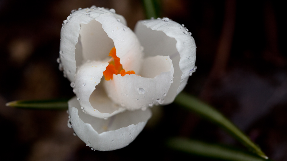 Krokus im Regen