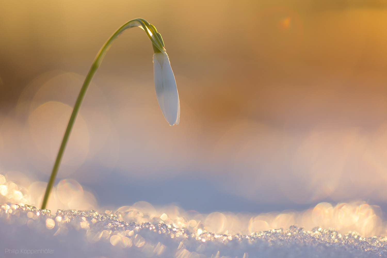 {Schneeglöckchen.}