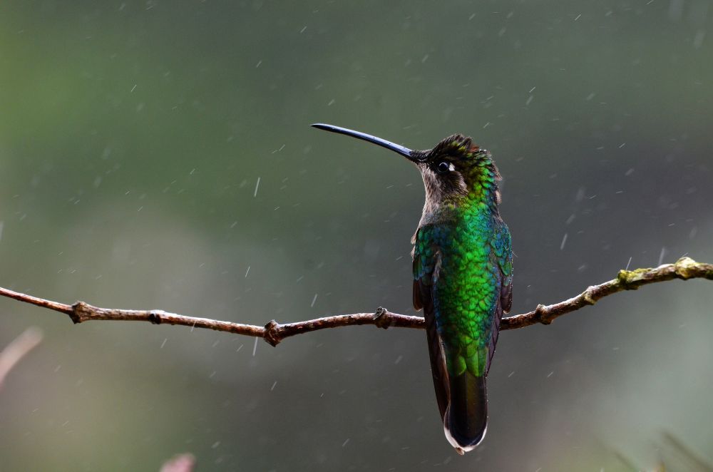 Magnificent Hummingbird (Eugenes fulgens)