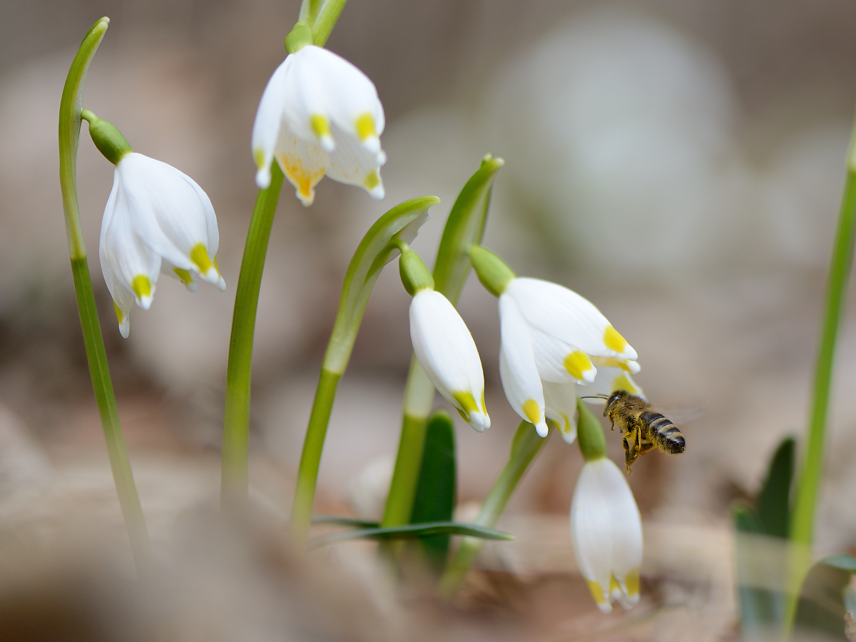 Kurzer Frühlingsausbruch Anfang März