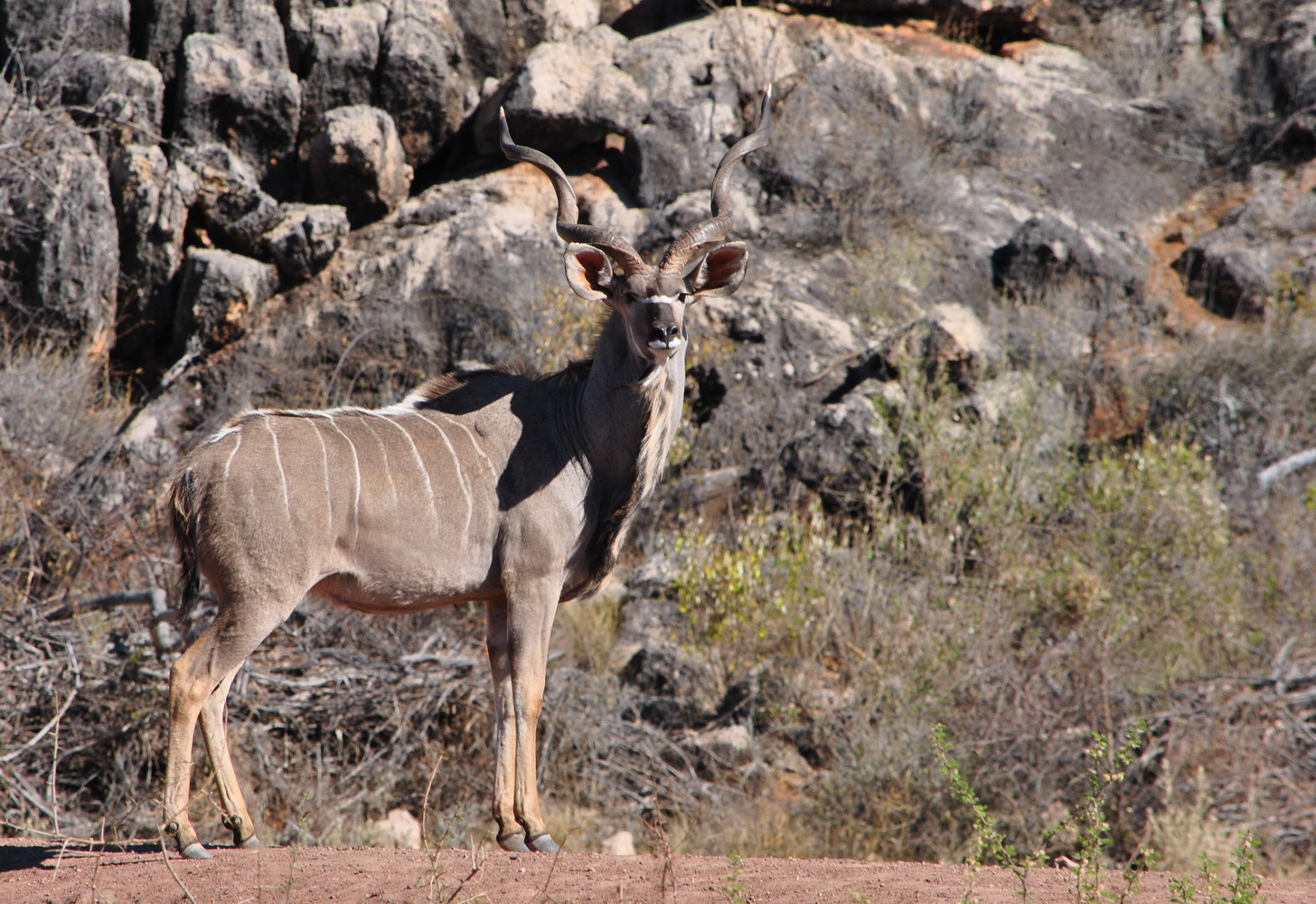 Große Kudu (Tragelaphus strepsiceros)