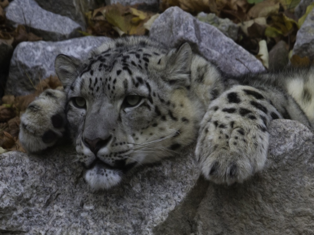 Schneeleopard "Panthera uncia"