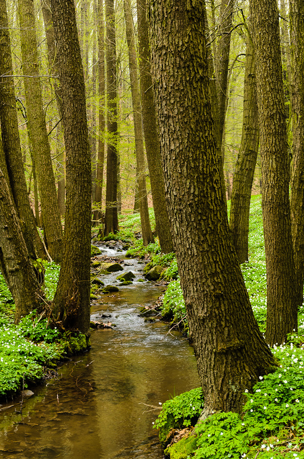 Waldbach (Forum für Naturfotografen)