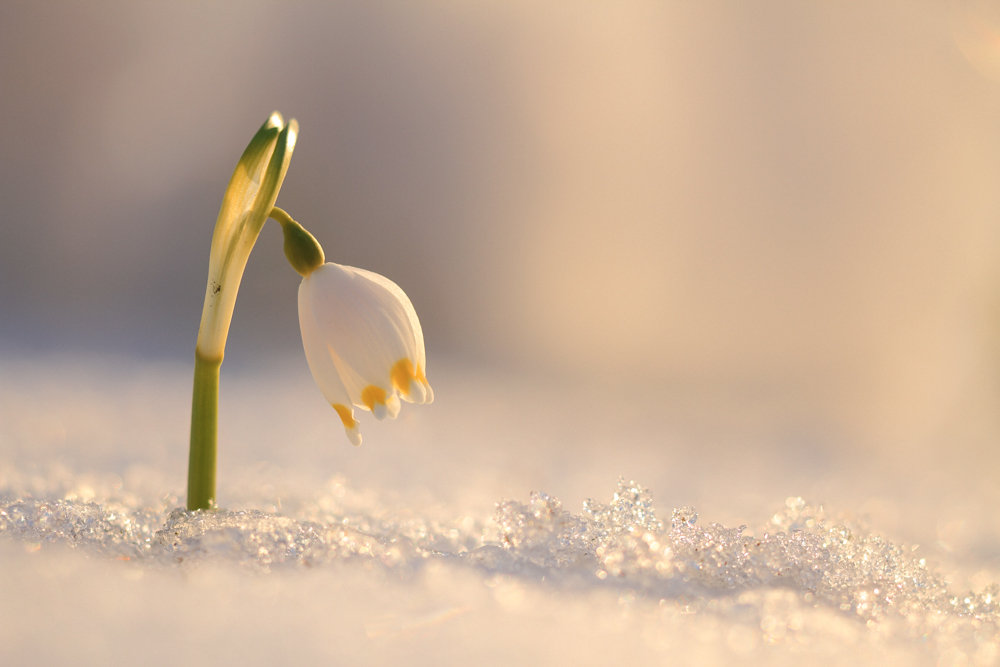 Frühling vs. Winter (Forum für Naturfotografen)