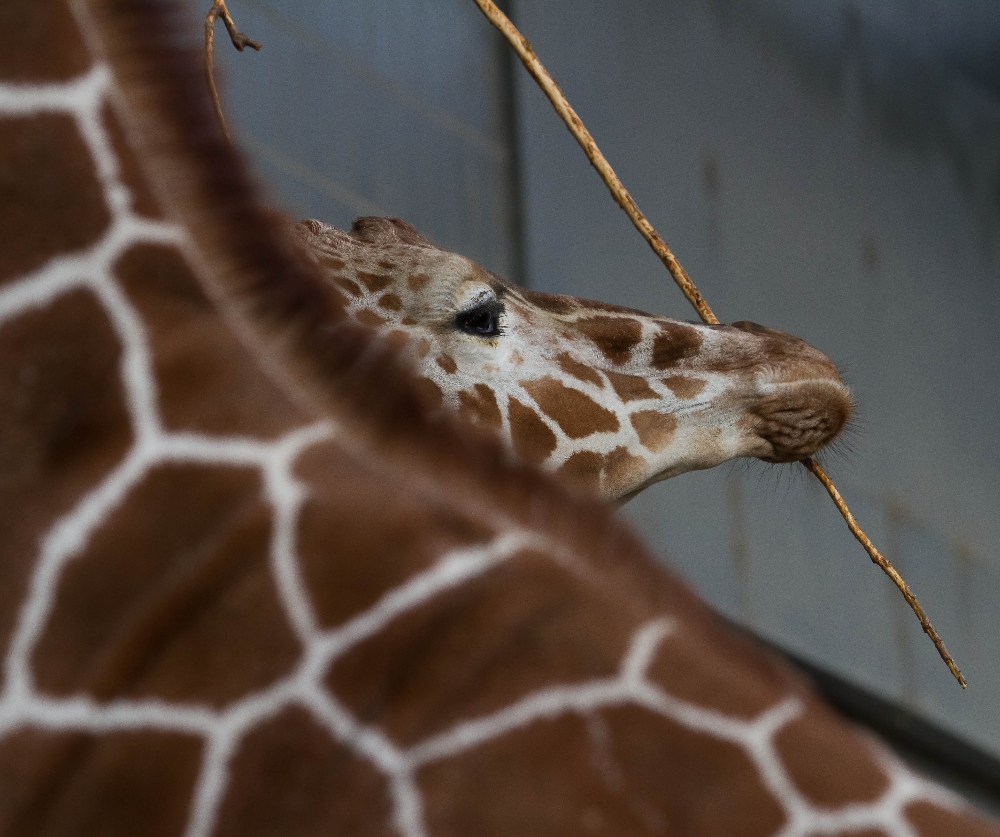 Giraffe mit Nachwuchs