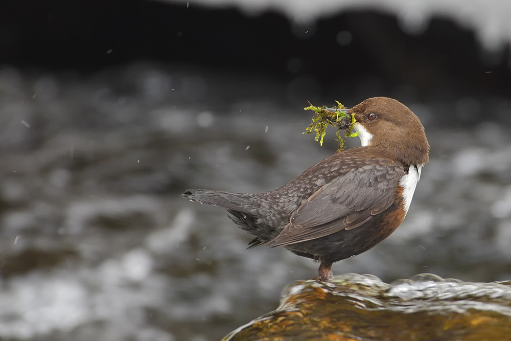 fleißige Wasseramsel ...