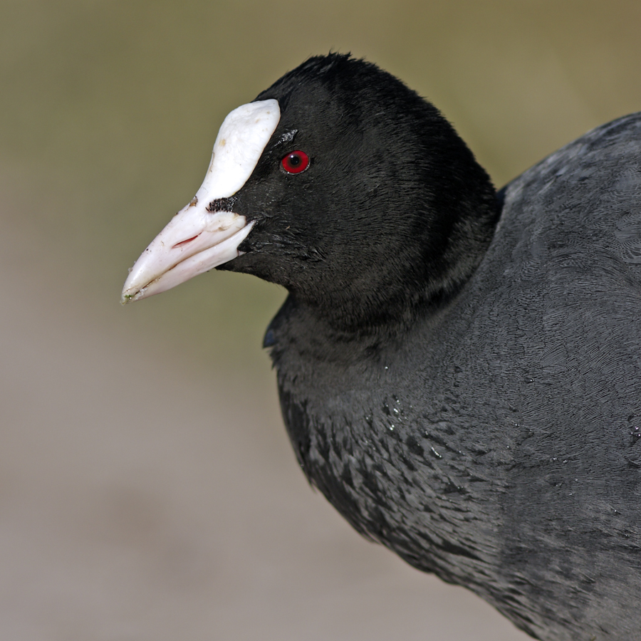 Blässralle (Fulica atra) - Portrait