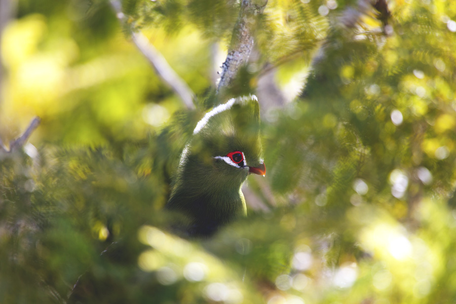 Knysna Turaco