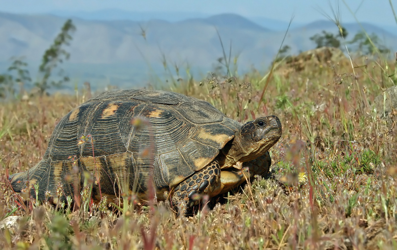 Breitrandschildkröte